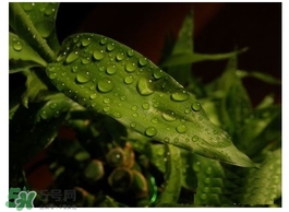 富貴竹葉子發(fā)黃怎么辦？富貴竹怎么養(yǎng)才能更旺盛？