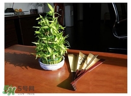 富貴竹葉子發(fā)黃怎么辦？富貴竹怎么養(yǎng)才能更旺盛？