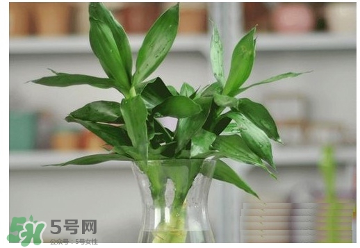 富貴竹葉子發(fā)黃怎么辦？富貴竹怎么養(yǎng)才能更旺盛？