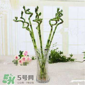 富貴竹有幾個品種？富貴竹有種子嗎？