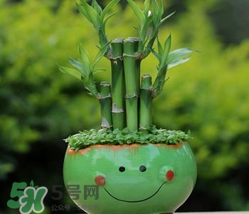 富貴竹可以和百合一起養(yǎng)嗎？富貴竹可以和什么花養(yǎng)？