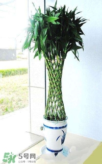 富貴竹有幾個品種？富貴竹有種子嗎？