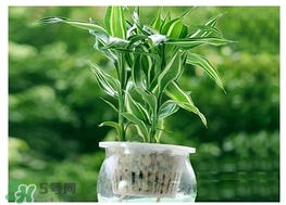 富貴竹葉子發(fā)黃怎么辦？富貴竹怎么養(yǎng)才能更旺盛？
