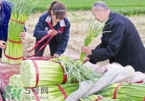 蒜苔頭能吃嗎？蒜苔頭可以吃嗎