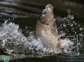 谷雨怎么釣魚？谷雨前后釣魚技巧