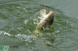 谷雨怎么釣魚？谷雨前后釣魚技巧
