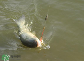 谷雨好釣魚嗎？谷雨釣魚用什么餌料？