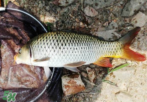 谷雨好釣魚嗎？谷雨釣魚用什么餌料？