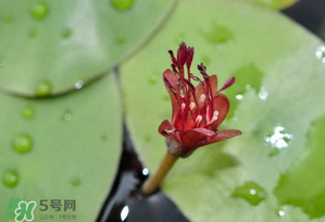 莼菜多少錢一斤？莼菜多少錢一斤2017？