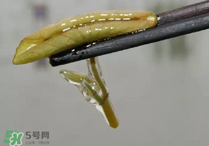 莼菜多少錢一斤？莼菜多少錢一斤2017？