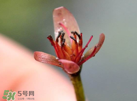 莼菜是什么菜？莼菜是荷葉嗎？