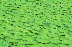 莼菜可以生吃嗎？莼菜怎么吃？