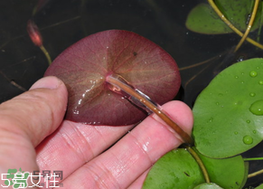 ?莼菜什么時節(jié)有？莼菜什么時候采摘？