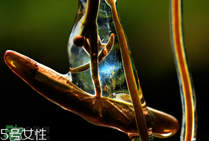 ?莼菜什么時節(jié)有？莼菜什么時候采摘？