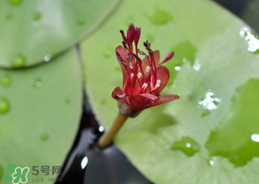莼菜能放冰箱嗎？莼菜怎么保存？