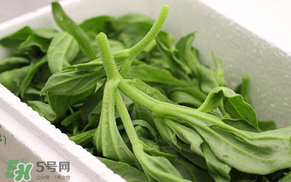 冰菜什么人不適宜吃？冰菜什么體質(zhì)不能吃？