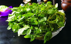 西洋菜怎么摘洗？西洋菜怎么洗才干凈
