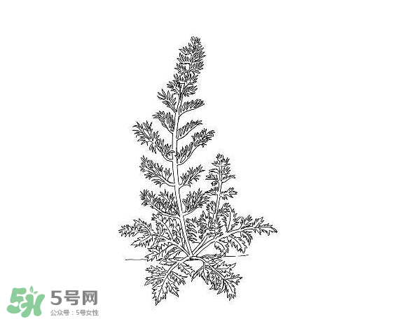 白蒿孕婦能吃嗎？孕婦可以吃白蒿嗎？