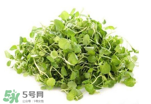 西洋菜怎么吃？西洋菜怎么做好吃