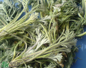 白蒿能治黃疸嗎？白蒿水可以治黃疸嗎？