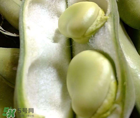 蠶豆多少錢一斤？蠶豆多少錢一斤2017？