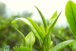 谷雨為什么喝谷雨茶？谷雨茶是什么茶？