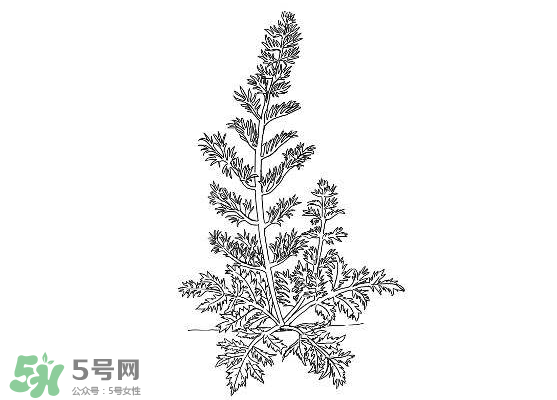 白蒿能生吃嗎？白蒿能不能生吃？