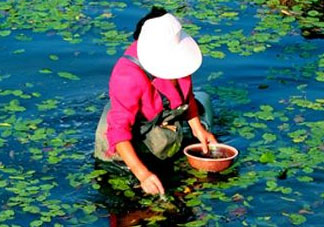 莼菜是什么菜？莼菜是荷葉嗎？