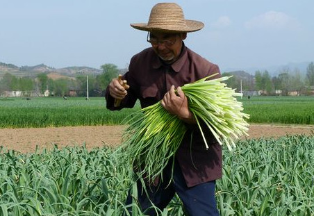 蒜苔是怎么長(zhǎng)出來(lái)的？蒜苔是大蒜長(zhǎng)出來(lái)的嗎