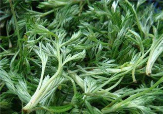 白蒿能治黃疸嗎？白蒿水可以治黃疸嗎？
