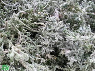 白蒿怎么做好吃？白蒿的做法