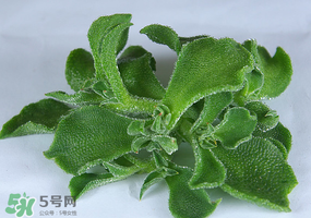 冰草可以放冰箱嗎？冰草能用冰塊保存嗎？