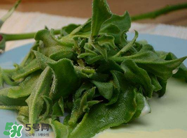 冰草多少錢一斤？非洲冰草多少錢一斤？