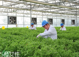 ?冰草為什么會(huì)酸？冰草為什么是酸的？