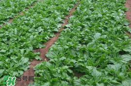 冰菜什么季節(jié)種植？冰菜怎么種植？