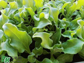 冰菜什么季節(jié)種植？冰菜怎么種植？
