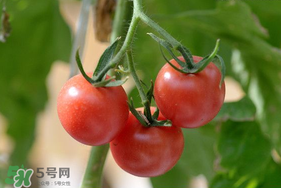 蝦爬子可以和西紅柿一起吃嗎？蝦爬和西紅柿能一起吃嗎？
