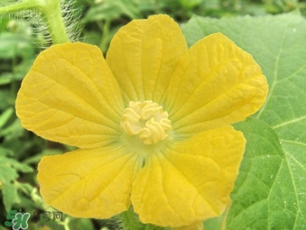 黃瓜花能吃嗎？黃瓜花怎么吃