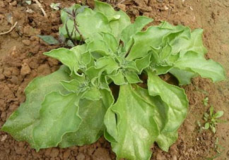 冰菜什么季節(jié)種植？冰菜怎么種植？
