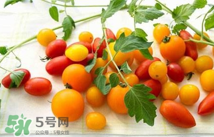 圣女果是轉(zhuǎn)基因的嗎？圣女果轉(zhuǎn)基因食品嗎