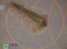 蝦爬子怎么保存？蝦爬子怎么保存才新鮮？