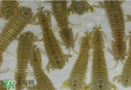 蝦爬子怎么保存？蝦爬子怎么保存才新鮮？