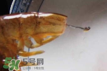 油燜大蝦怎么洗？油燜大蝦怎么清洗