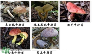 牛肝菌有毒嗎？有毒牛肝菌圖片