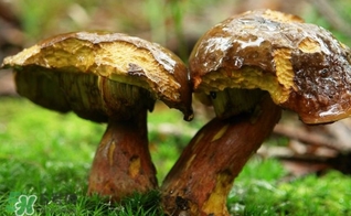 牛肝菌有毒嗎？有毒牛肝菌圖片