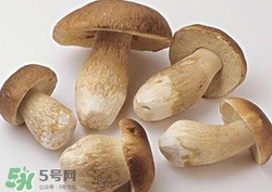 美味牛肝菌多少錢一斤？一斤牛肝菌多少錢？