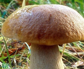 美味牛肝菌多少錢一斤？一斤牛肝菌多少錢？