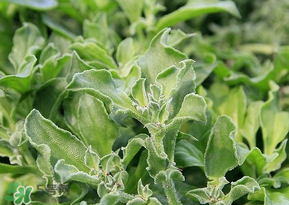 冰菜是什么菜？冰菜和冰草一樣嗎？