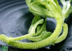 冰菜是什么菜？冰菜和冰草一樣嗎？