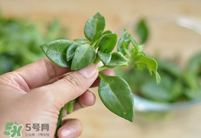 冰菜和穿心蓮是同一種菜嗎？冰菜和穿心蓮是一科嗎？
